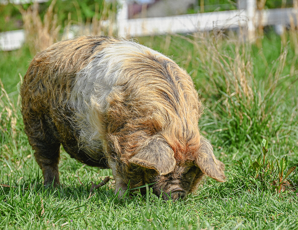 Honey, AKKPS-registered KuneKune sow